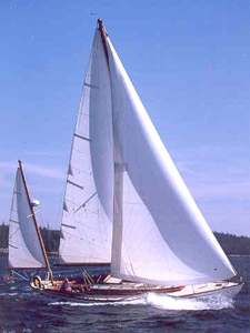 Phalarope Concordia #13 Phalarope