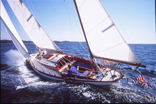 Phalarope Concordia #13 Phalarope