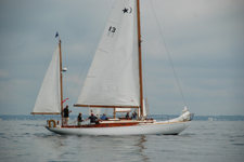 Phalarope Concordia #13 Phalarope