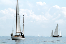Phalarope Concordia #13 Phalarope