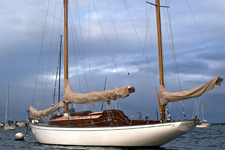 Wild Swan Concordia #25 Wild Swan