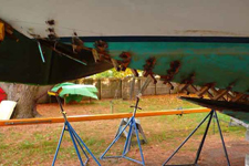 Golondrina #65 Golondrina #65