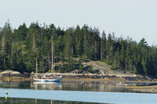 Golondrina Concordia #65 Golondrina